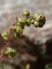 <em>Artemisia borealis</em>